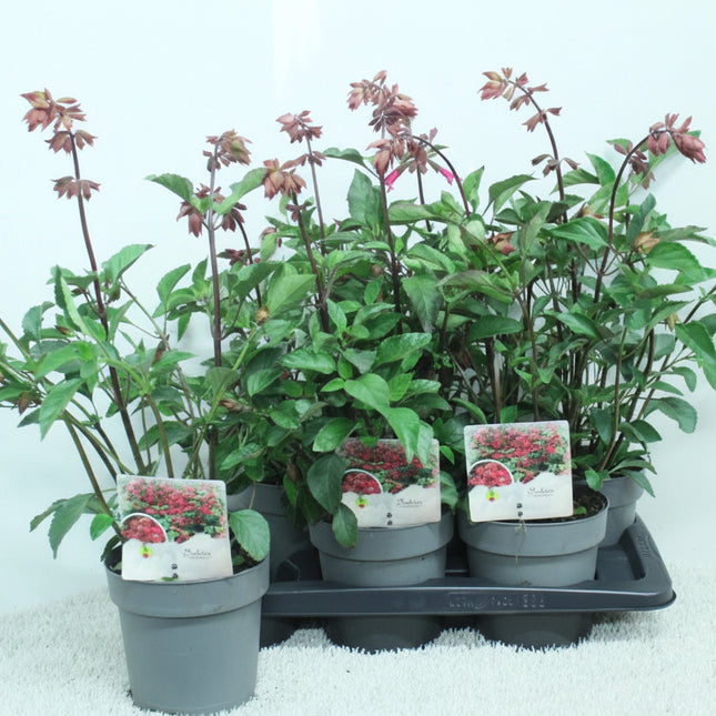 Salvia Ember's Wish met koraalroze bloemen voor border en terras