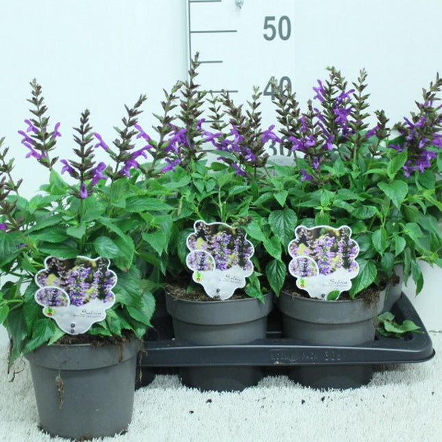 Salvia Salgoon Lake George met diepblauwe bloemen in tray