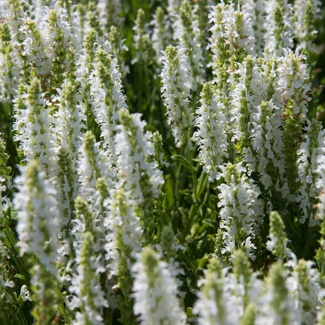 Salvia nemorosa ‘Schneehügel’ in volle bloei met zuiver witte bloeiaren boven frisgroen blad in een zonnige border.