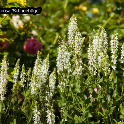 Borderpakket 'Pastel & Wit' - 5m² - 50 planten