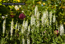 Afbeelding in Gallery-weergave laden, Borderpakket &#39;Pastel &amp; Wit&#39; - 5m² - 50 planten
