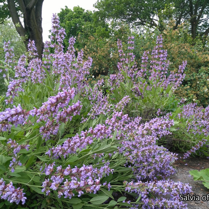 Borderpakket 'Kruidentuin' - 3m² - 30 planten