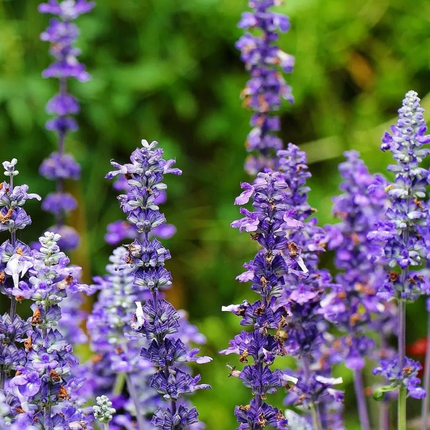 Salvia officinalis - Echte salie