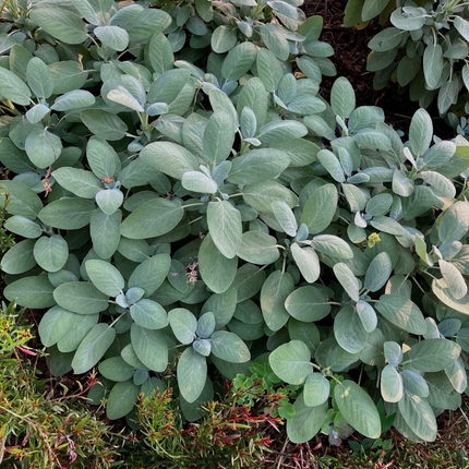 Salvia officinalis 'Berggarten' - Compacte salie