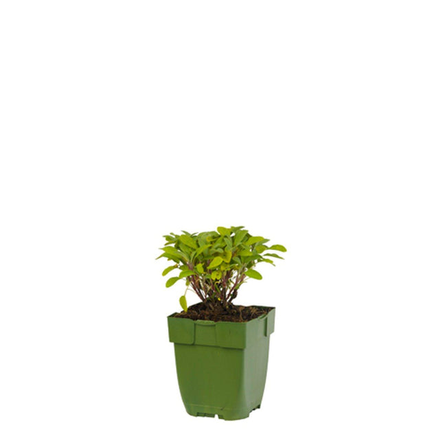 Salvia officinalis - Echte salie