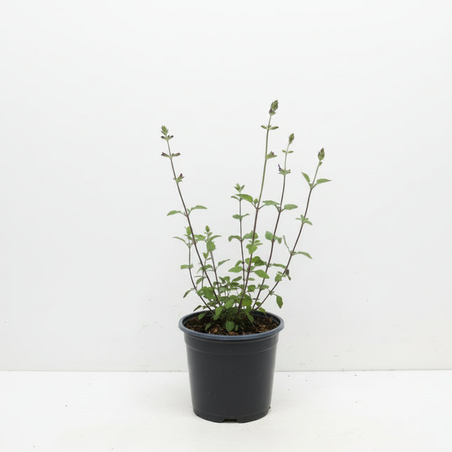 Salvia ‘Hot Lips’ jonge plant in P9 pot met frisgroen, aromatisch blad, geschikt voor border of terras.