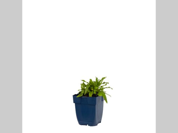 Salvia ‘Ostfriesland’ jonge plant in P9 pot met stevig groen blad, geschikt voor zonnige border of vaste plantenperk.