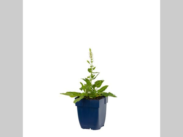 Salvia ‘Schneehügel’ jonge plant in P9 pot met stevig groen blad, geschikt voor zonnige border of vaste plantenperk.