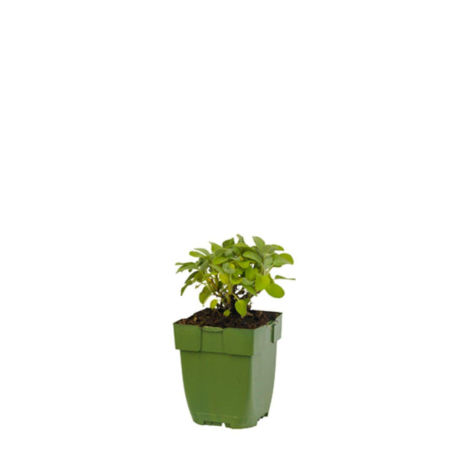 Salvia ‘Berggarten’ jonge plant in P11 pot met stevig zilvergrijs blad, geschikt voor kruidentuin of pot.