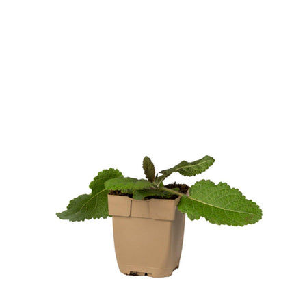 Salvia pratensis - Veldsalie