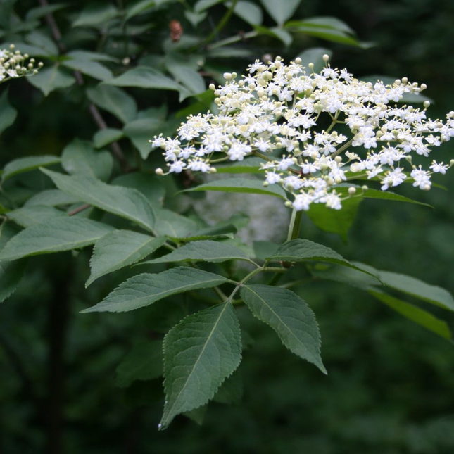 Sambucus nigra - Gewone vlier blote wortel