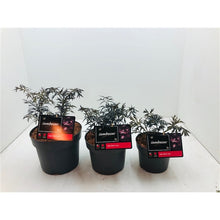 Afbeelding in Gallery-weergave laden, Sambucus nigra Black Beauty - Zwarte Vlierbes
