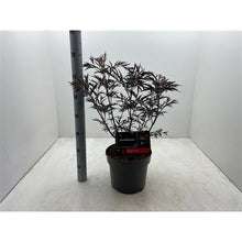 Afbeelding in Gallery-weergave laden, Sambucus nigra Black Beauty - Zwarte Vlierbes

