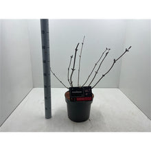 Afbeelding in Gallery-weergave laden, Sambucus nigra Black Beauty - Zwarte Vlierbes
