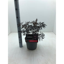 Afbeelding in Gallery-weergave laden, Sambucus nigra Black Lace - Zwarte Vlierbes
