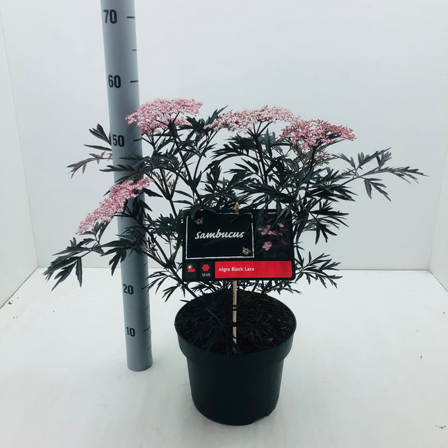 Sambucus nigra Black Lace - Zwarte Vlierbes