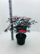 Afbeelding in Gallery-weergave laden, Sambucus nigra Black Lace - Zwarte Vlierbes
