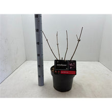 Afbeelding in Gallery-weergave laden, Sambucus nigra Black Lace - Zwarte Vlierbes
