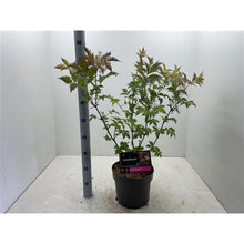 Afbeelding in Gallery-weergave laden, Sambucus nigra &#39;Serenade&#39; - Vlierbes

