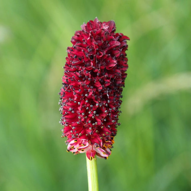 Sanguisorba officinalis (grote pimpernel) met een langwerpige, donkerrode bloeiwijze op een slanke steel, tegen een zachte groene achtergrond.