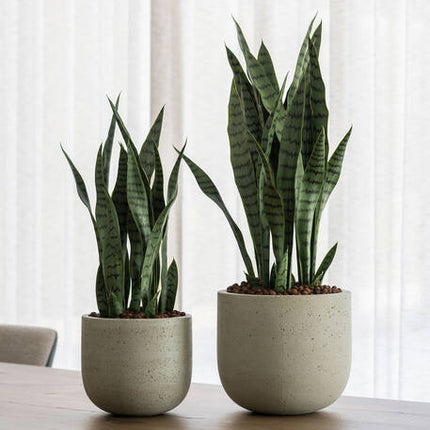 Sansevieria - Kunstplant - S