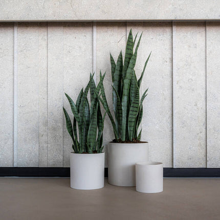 Sansevieria - Kunstplant - S