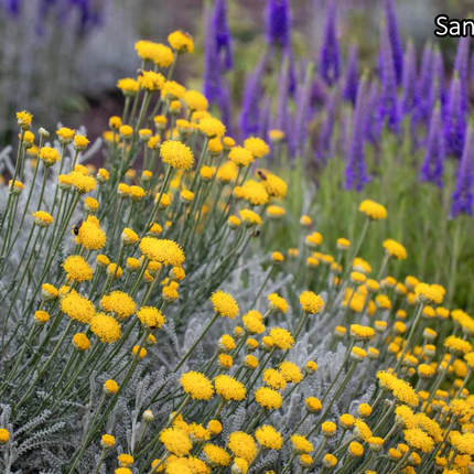 Borderpakket 'Mediterraan' - 5m² - 50 planten