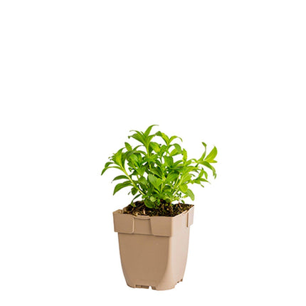 Saponaria officinalis - Zeepkruid