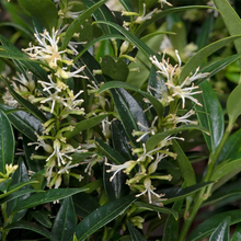 Afbeelding in Gallery-weergave laden, Sarcococca ruscifolia &#39;Dragon Gate&#39; - Vleesbes
