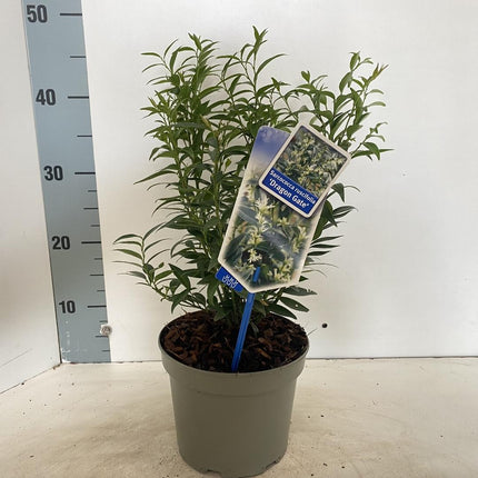Sarcococca ruscifolia 'Dragon Gate' - Vleesbes