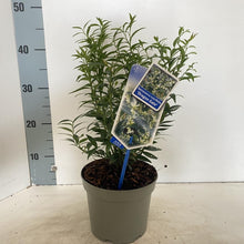 Afbeelding in Gallery-weergave laden, Sarcococca ruscifolia &#39;Dragon Gate&#39; - Vleesbes

