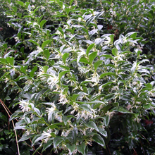 Afbeelding in Gallery-weergave laden, Sarcococca ruscifolia &#39;Dragon Gate&#39; - Vleesbes
