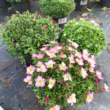 Saxifraga (A) Touran Deep Red - Steenbreek