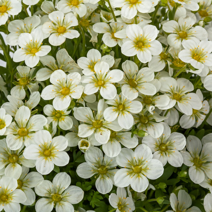 Saxifragamix - Kleurrijk - Pakket voor 1 vierkantemeter