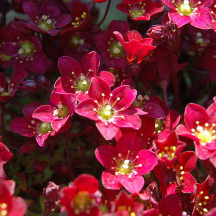 Saxifraga (A) Touran Deep Red - Steenbreek