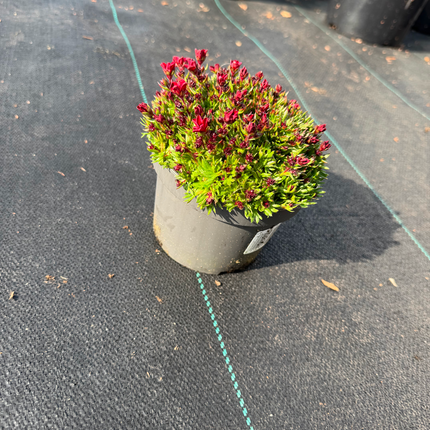 Saxifraga (A) Touran Deep Red - Steenbreek