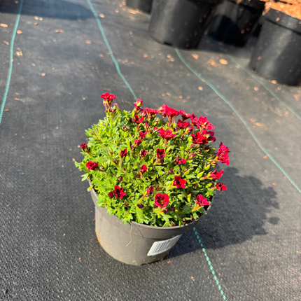 Saxifraga (A) Touran Pink - Steenbreek