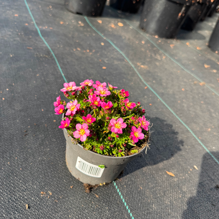 Saxifraga (A) Alpino Early Pink - Steenbreek