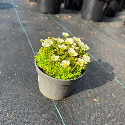 Saxifraga (A) Touran Large White - Steenbreek