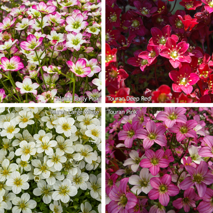 Saxifragamix - Kleurrijk - Pakket voor 1 vierkantemeter