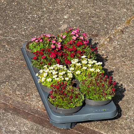 Saxifragamix - Kleurrijk - Pakket voor 1 vierkantemeter