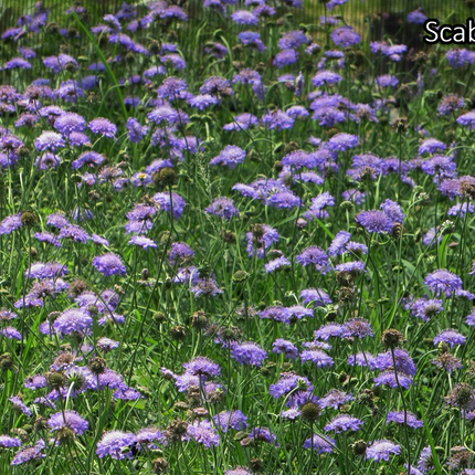 Borderpakket 'Wild & Inheems' - 5m² - 40 planten