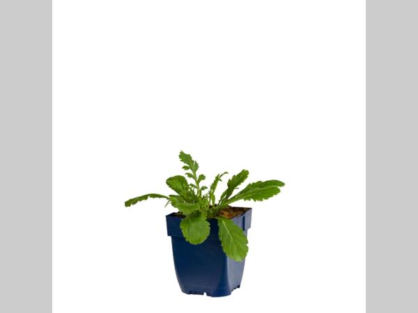 Scabiosa ‘Butterfly Blue’ jonge plant in P11 pot met compact groen blad, geschikt voor zonnige border of rotstuin.