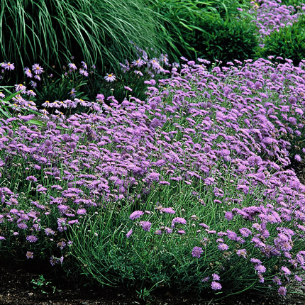 Scabiosa columbaria 'Butterfly Blue' - Duifkruid