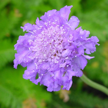 Afbeelding in Gallery-weergave laden, Scabiosa columbaria &#39;Butterfly Blue&#39; - Duifkruid
