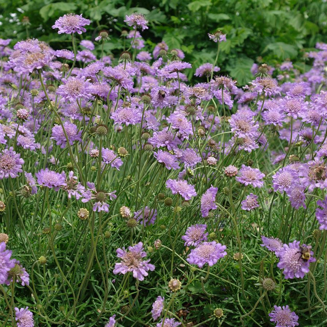 Scabiosa columbaria ‘Butterfly Blue’ in volle bloei met lila tot blauwviolette bloemen op slanke stelen boven fijn ingesneden blad.