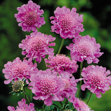 Afbeelding in Gallery-weergave laden, Scabiosa columbaria &#39;Pink Mist&#39; - Duifkruid
