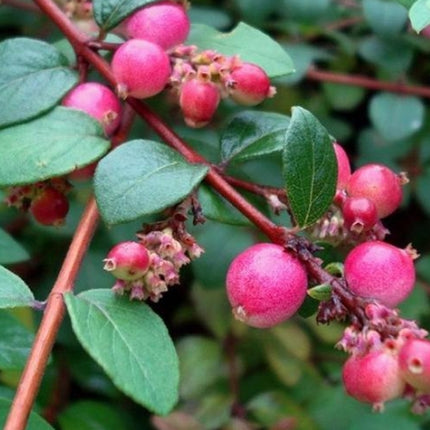 Symphoricarpos 'Hancock'-Sneeuwbes