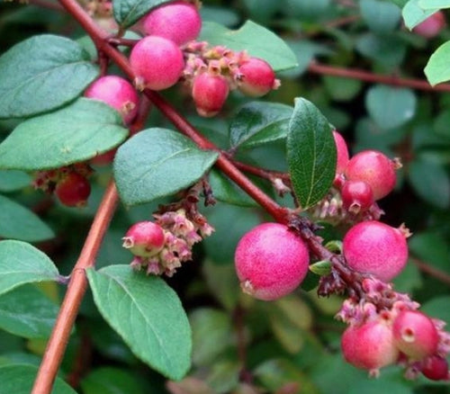 Symphoricarpos 'Hancock'-Sneeuwbes