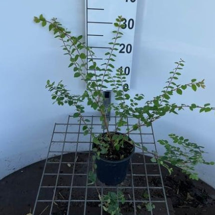 Symphoricarpos chenaultii 'Hancock' – Sneeuwbes in pot